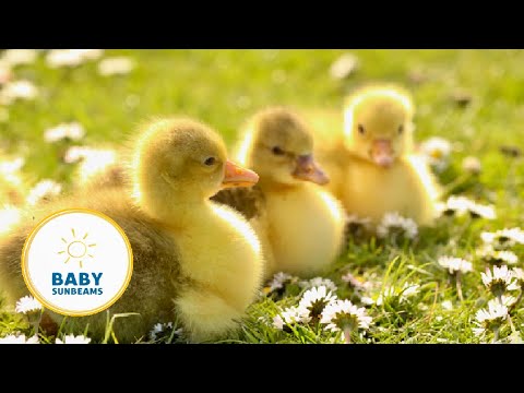 Let's Learn Farm Animals | Baby Learning | First Words | Learn to Talk | Learn Words