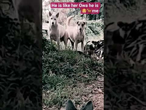 dog squad like as mafia gang#funny#dogvideos