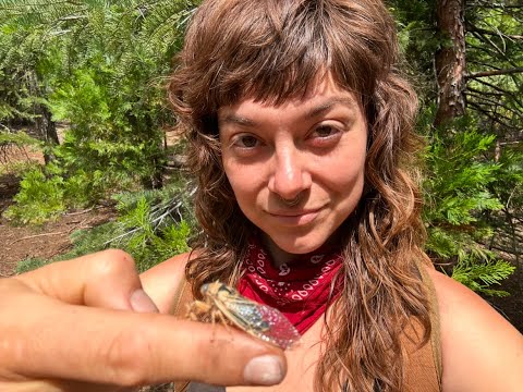 What a Cicada Taught Me About Letting Go
