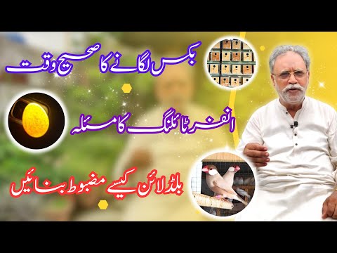 INFIRTILITY PROBLEM IN EGGS | HOW TO MAKE STRONG BLOODLINE |  RIGHT TIME TO APPLY BOX