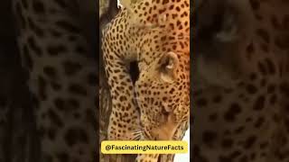 Heartbreaking Encounter Tiger Devours Baby Eagle and Chokes Its Mother! #tiger #eagle #jungle
