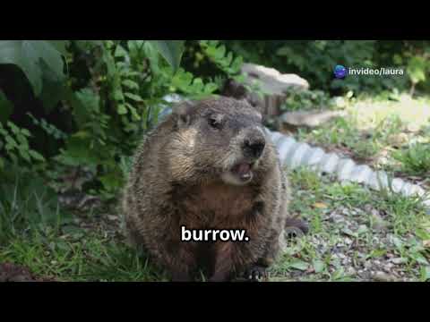 Barin's Big Adventure