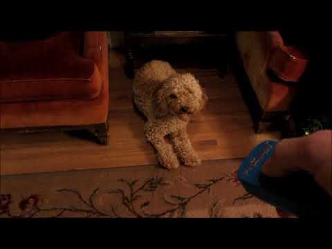 Ultrasound   Dog Can Hear 25 kHz