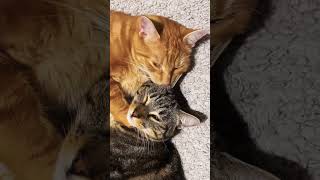 Chats trop mignons #chatsmignons #câlins #adorablecats