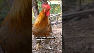 How Do Roosters Know When To Crow? #mythvsscience #animalfacts #didyouknow #shorts #rooster