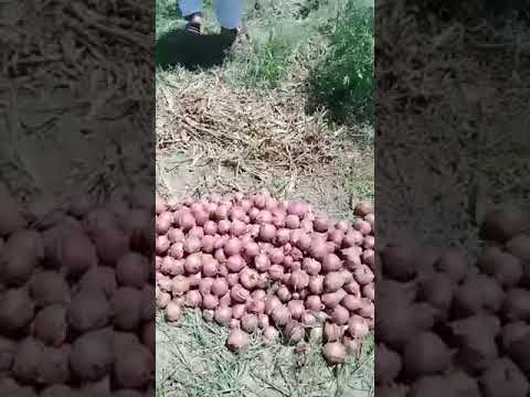 First Vlog of My father | A visit to village #vlog #viral #popular #dekhovideo