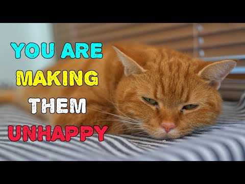 Everyday THINGS That HURT Your Cat's FEELINGS (You Had No Idea!)
