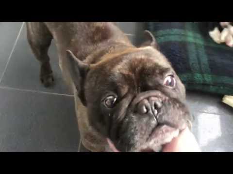 Funny Cry Boston Terrier Protecting his Bone with French Bulldog
