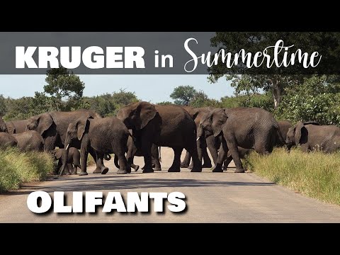 Kruger Safari Olifants Camp - March 2025 Lush Summer Wildlife