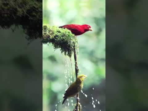 7 March 2025 birds animation videos|#shortvideo#trending  #trendingshorts #ai #love #youtubeshorts