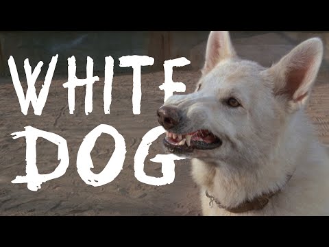 The Chaotic Tragedy of White Dog