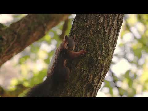 Eichhörnchen auf dem Friedhof