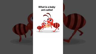 guess the name of this little one// YouTube shorts #voralshort #viralvideo