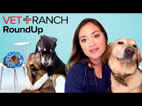 You heard me... I said a FISH on Vet Ranch RoundUp this week!