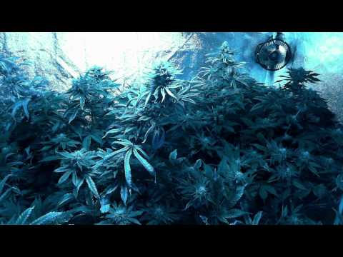 Blue Rhino Grow - Week 5 (1080p timelapse)