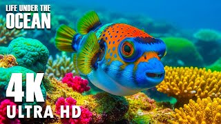 4K Ocean Colors Showcase | A Gentle Eruption of Life & Color & Piano for Anxiety Relief 🌋