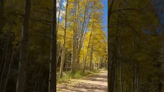 COLORADO FALL FOLIAGE 10/1/2025 {... in the Wet Mountains} #autumnfoliage #fallfoliage  #colorado