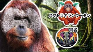 スマトラオランウータン ｜動物ドキュメンタリー