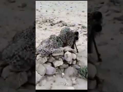 High Altitude Snipers of India in action