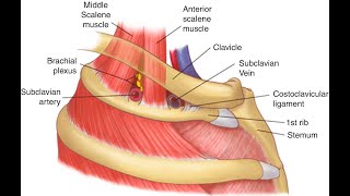 Division of scalenus anticus  CPT code - simplify medical coding