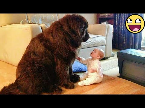 🐶 Baby & Dog Cutest Moments Compilation 💞