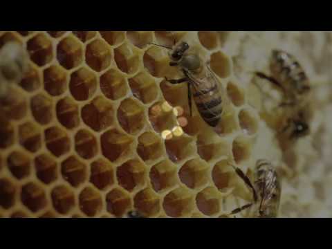 Don't be a Buffering Bee