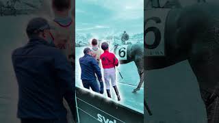 Bear on the loose chapter 2. #horseracing #rosehill #randwick #BOTL #bearOnTheLoose #theBearRepublic