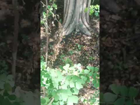 #nature #naturelovers #relaxing #relax #relaxingmusic #meditation #ourplanet  a walk in nature