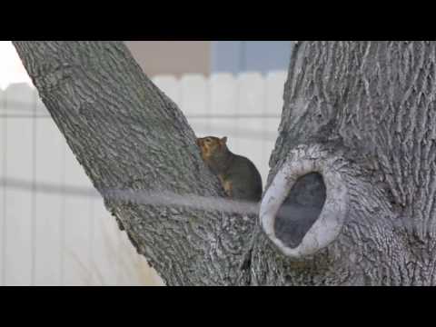 Nap Time t2i 550d video test 100-400 w/ 1.4x teleconverter @1080p