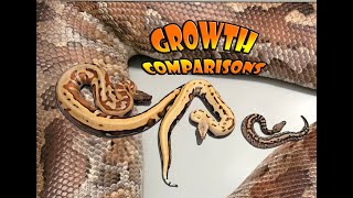 Blood Python Growth Comparison!