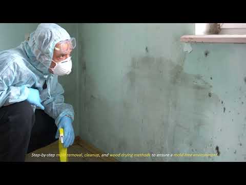 Effective Mold Remediation by HQ SOLUTION LLC - Mold Services Guide