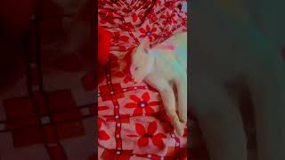 , सोशल मीडिया और ब्लॉग लेखन hindi c subject, hindipractice, hindivernmala, best language to