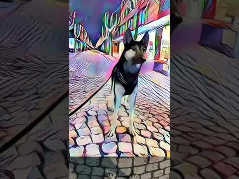 Just A Lovely Doggo #shorts