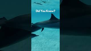 Did You Know this about Dolphins? #shorts #didyouknow #factoftheday #learnquickly