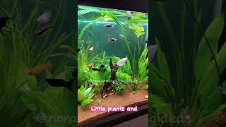 Small Aquarium ideas with tiny fish #aquariumideas #fishtankideas