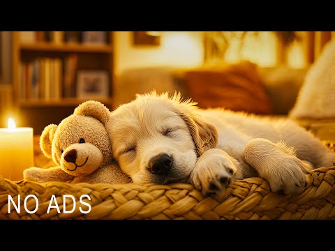 Relaxing Music for Dogs When Home 🐶🏠 Reduce Anxiety When Owners Are Away🐶 Dog Stress Relief Music🎵