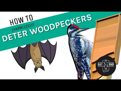 How to Deter Woodpeckers From Your Bat Box