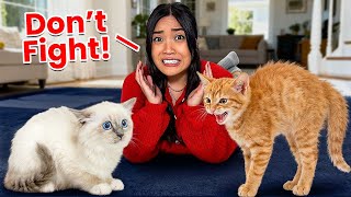 We Made Our Cats MEET For The First Time...(IT WAS BAD)