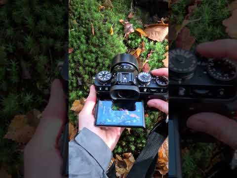 Come on a mushroom hunt with me!  #autumn #mushroomphotography #macrophotography #woodland