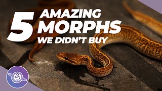 5 BEST Ball Python Morphs We DIDN'T Buy | #ballpython #snake #reptiles