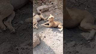 Village Cute Puppies Barking in the Sweetest Voice 🐶😍 | Adorable Puppy Moment