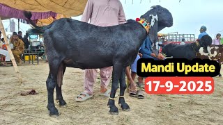 Maveshi Mandi Punjab | Low Rate Beetal Goats | Beetal Breeder | Beetal Goat Baby