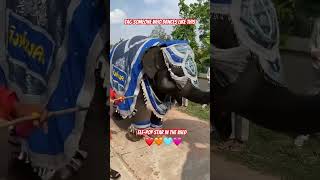 #ElephantDance #DancingElephant #WildlifeFun #Shorts #WildlifeFun #Shorts #FunnyAnimals ❤️🩵🧡🩷