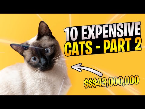 Discover The Most Expensive Cats In The World!! Episode 9