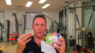 NeuroPerformance Theory - Frontal lobe executive functions.