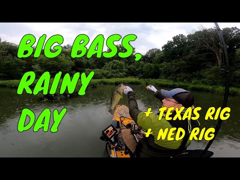 Bass Fishing:  Raining Bass - Z-Man Mag Fattyz - Shawnee Mission Lake - 8/8/21
