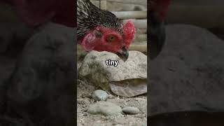 What's a Chicken Gizzard? 🐔 #facts #chickens #gizzard
