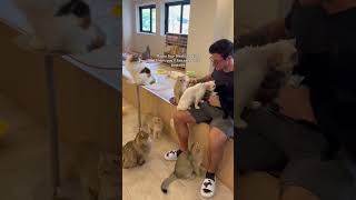 Best Cat Cafe in Japan! #catcafe #kobejapan #cats #adorablecats #thingstodoinjapan