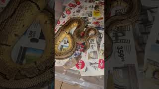 Live snake #shortsvideo #washington #reptile #pet #pythonclutch #shorts #snake #feeding