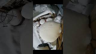 Automated Feeder Applies Content Moderation To Chirps - 26 January 2026 #homelab #garden #shorts